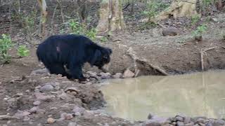 the big bear 🐻 in tadoba national park navegaon buffers zone viral bear [upl. by Nnylyahs692]