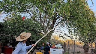 Cortando estos sabrosos guamuchiles en el Rancho 🤤👌le cae el gancho a mi mamá😂 [upl. by Allehcim]