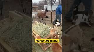 Perfect Hay Feeder For Goats farm animal family hayfeeder goats [upl. by Aissela]