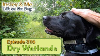 Life on the Bog • Ep 316 • Dry Wetlands [upl. by Yantruoc]