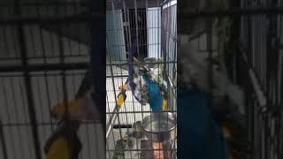 Talking macaw parrot 😮কথা বলা ম্যাকাও পাখি [upl. by Socher]