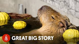 The Worlds Most Relaxed Rodents  Capybaras [upl. by Cthrine]