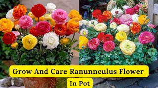 Grow And Care Ranunculus Flower Plant  Grow In Pots [upl. by Adlemi746]