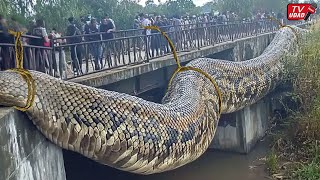 GEGER Baru Saja Warga Temukan Ular Raksasa Sebesar Ban Truk Tambang Digantung Di Jembatan [upl. by Essinger]