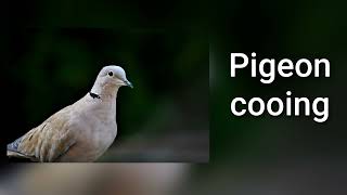 Sound of pigeon cooing [upl. by Aimahs]