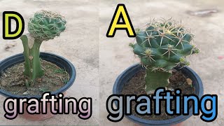 cactus grafting  information Vlogingwithgardening2099 [upl. by Gnoh272]