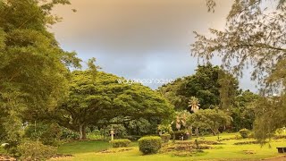 Late Afternoon Walk in Liliuokalani Park and Gardens Hilo Hawaii [upl. by Ardenia]