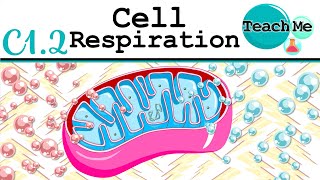 C12  Cellular Respiration  IB Biology SLHL [upl. by Priscilla]