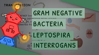 Gram Negative Bacteria Leptospira interrogans [upl. by Sidon435]