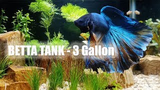 Betta Tank 3 Gallon Setting up [upl. by Browning]