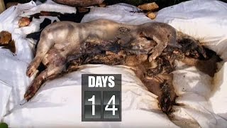 Time Lapse Pig Decomposition  Secrets of Everything  Earth Science [upl. by Millie]