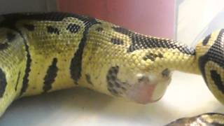 Pastel ball python laying eggs [upl. by Nottage]