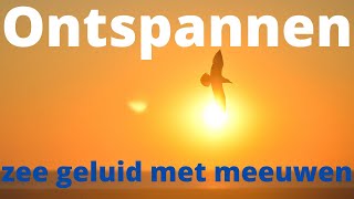 zee geluid met meeuwen  ontspannen natuurgeluiden [upl. by Marrin]