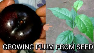 how to grow plums from seed [upl. by Market]