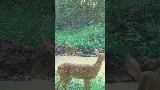 Fawns love the water short shorts deer wildlife [upl. by Happ]