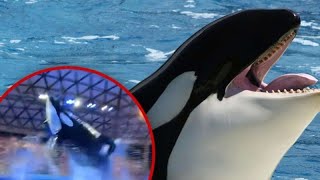 SeaWorld Killer Whale 🐋 Poops amp Splashes Crowd With Filthy Water 💦 [upl. by Melgar]