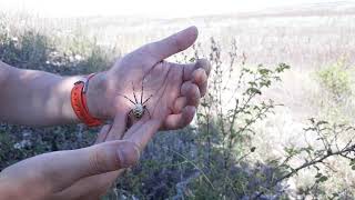 Argiope bruennichi and Argiope lobata in Ukraine  Пауки Украины [upl. by Kcirnek]