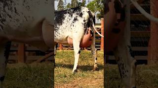 Girlando Cow  Girolando Cow  Brazil Cow  Cow Videos For Kids girlandocow shorts [upl. by Inalaehak]