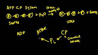 ATPCP System for Exercise Physiology [upl. by Cassius]