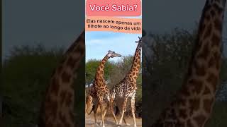 5 Curiosidades Sobre as Girafas [upl. by Netnilc]