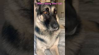 Squeezing My German Shepherd Because She’s Cute germanshepherd viralvideo shorts gsd [upl. by Niamrahc]