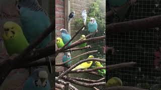 Parkieten geluiden – Parakeet sounds – Lovebird sounds – Budgie sounds Budgerigar sounds [upl. by Adnawt]