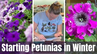 Starting Petunias In November 🌺  Growing Petunias From Seed [upl. by Nahgiem248]