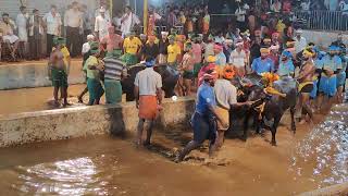 Kambala Start  Panapila Mangalore 2024 [upl. by Halullat]