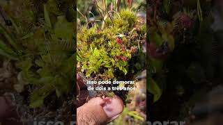 Quanto tempo uma Dionaea Cresce plantacarnivora [upl. by Adna]