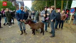 Paardenmarkt Zuidlaren drukker bezocht [upl. by Havot]