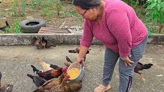 ¡Aumenta tu criadero de Gallos y Gallinas con estos increíbles secretos 🐓✨ [upl. by Mano]