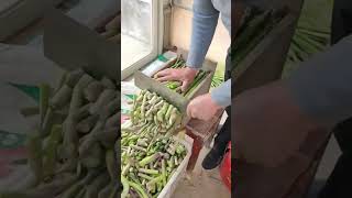 Vegetable rhizome cutting process [upl. by Xonel]