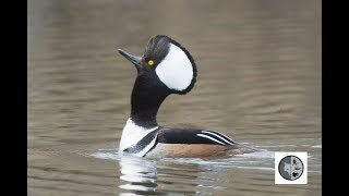 Hooded Merganser  Courtship and mating [upl. by Alyl611]