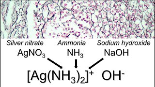 How to prepare ammoniacal silver [upl. by Burk]