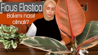 Ficus Elastica Belize Pembe Kauçuk Bakımı ile İlgili Tüyolar [upl. by Immac]