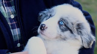 Slate Merle Border Collie Puppy Girl Pearle 8 weeks old [upl. by Assiled]