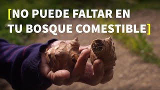 🌱 Tupinambo y Borraja CONSEJOS Y USOS [upl. by Naej]