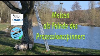 Meisen als Feinde des Prozessionsspinners Meisenkasten Nistkasten bauen [upl. by Renata]