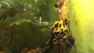 DENDROBATES TINCTORIUS PAIR LA FUMEÉ NOT MATECHO MY OPINION [upl. by Rodama787]