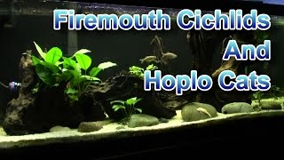 New Firemouth Cichlids and Hoplo Cats [upl. by Ssew]