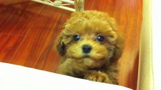 Tiny Red Toy Poodle Puppy Kola 95 weeks 18 lbs  whining amp crying [upl. by Burrus]