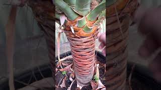 Pruning lower leaves dragon blood tree dracaena Draco [upl. by Aggappe]