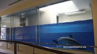 Small Dolphin Tank quotThe Fish Bowlquot at Taiji Whale Musuem [upl. by Lavery]