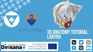 3D ANATOMY TUTORIAL LARYNX amp CLINICAL RELEVANCE [upl. by Esirahs451]