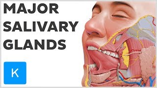 What are the Major Salivary Glands  Human Anatomy  Kenhub [upl. by Uda204]