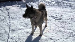 Ránne the elkhound barking [upl. by Jude]