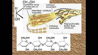 Polysaccharides for ALevel Biology [upl. by Sadonia]