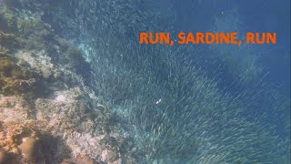 Who Knew Sardines Could Run  Snorkeling off Panagsama Beach Moalboal Philippines [upl. by Carberry]