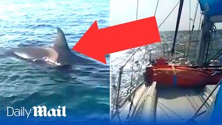 Sailor captures shocking moment killer whale attacks his boat in Portugal [upl. by Asnarepse]