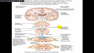 Mechanism of Touch Temperature amp Pain [upl. by Vitoria]